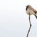 Black-throated Sparrow